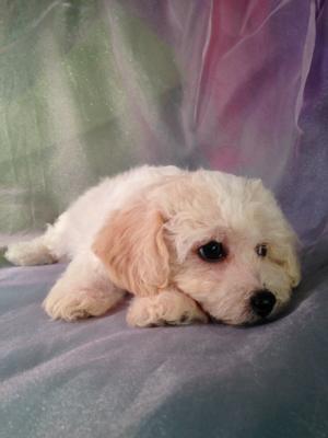 Sleepy Little Male Cavachon Pup for Sale in North Iowa #3 DOB 11-13-14 Iowa's Top Cavachon Breeder Sells Cavachons for $675